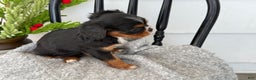 Cavalier King Charles Spaniel dogs for sale: Winifred - Ad 2