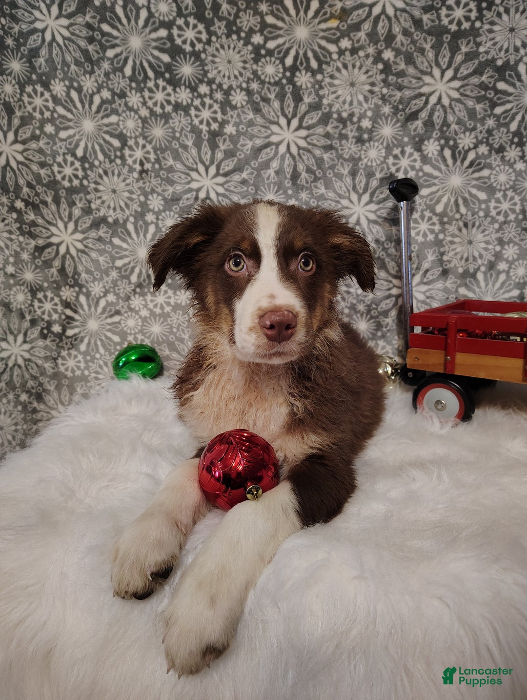 Australian Shepherd dogs for sale: Cinnamon - Ad 3