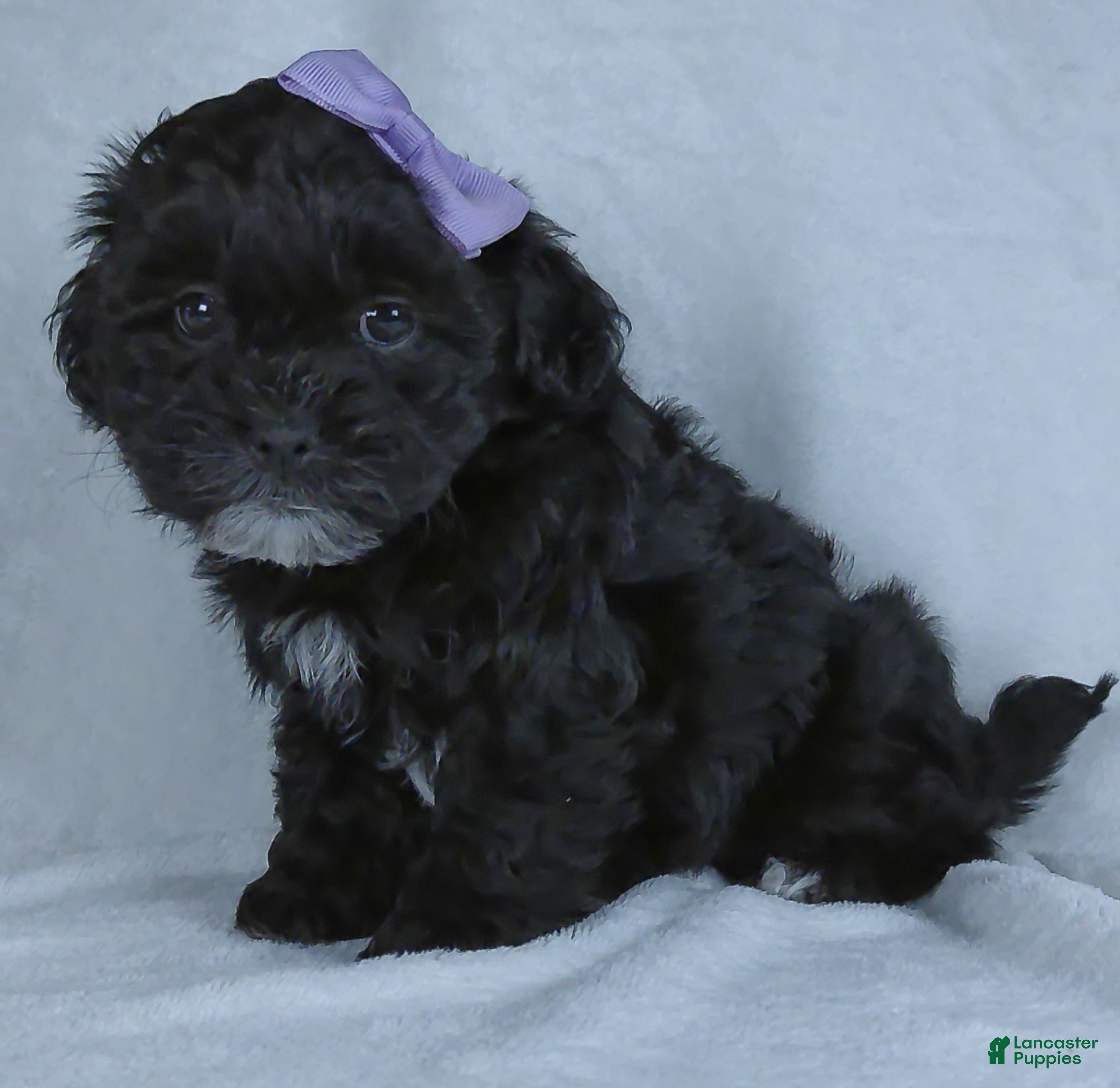 Shihpoo dogs Darla - Ad 2
