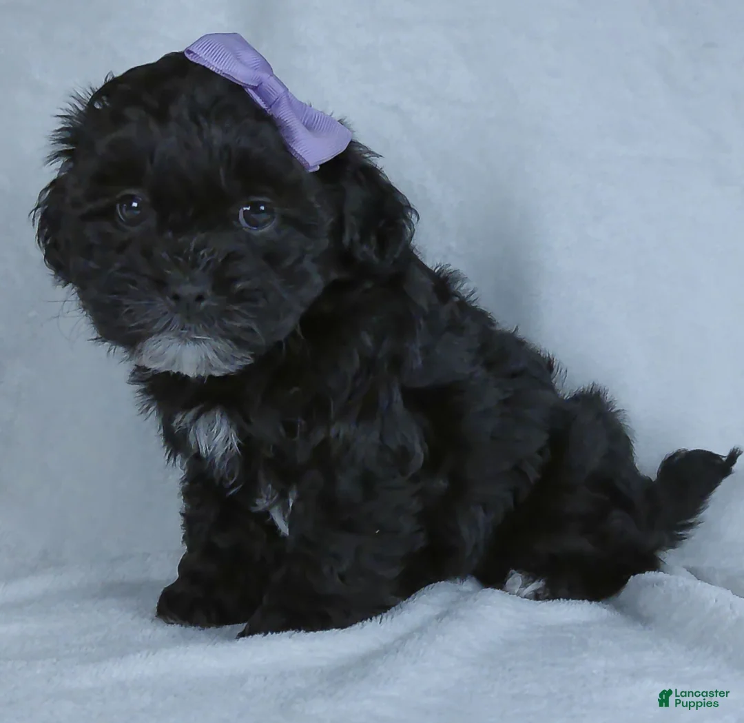 Shihpoo dogs for sale: Darla - Ad 2
