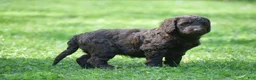 Portuguese Water Dog dogs for sale: Magnolia - Ad 9