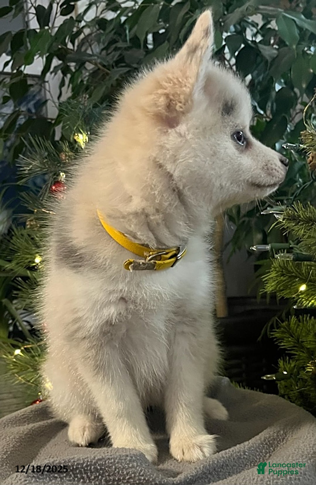 Pomsky dogs for sale: Heidi - Ad 6
