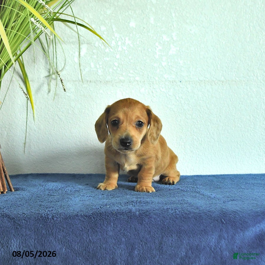 Miniature Dachshund dogs Miles - Ad 1