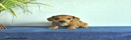 Miniature Dachshund dogs for sale: Miles - Ad 1