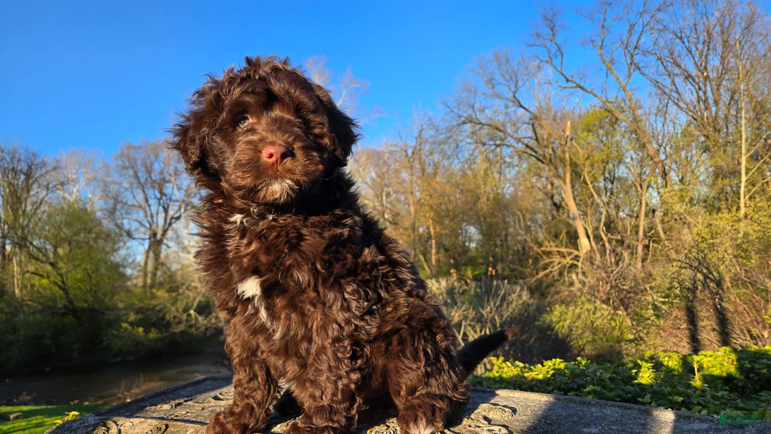 Portuguese Water Dog dogs for sale: Flint - Ad 1