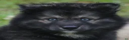 Pomsky dogs for sale: Shadow  - Ad 1