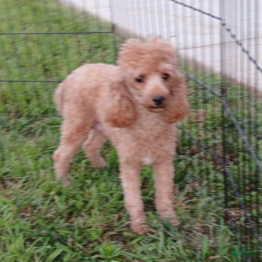 Miniature Poodle dogs for sale: Amber  - Ad 4