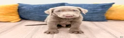 Labrador Retriever dogs for sale: Titan - Ad 1