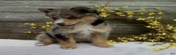 Pomsky dogs for sale: Stella - Ad 7