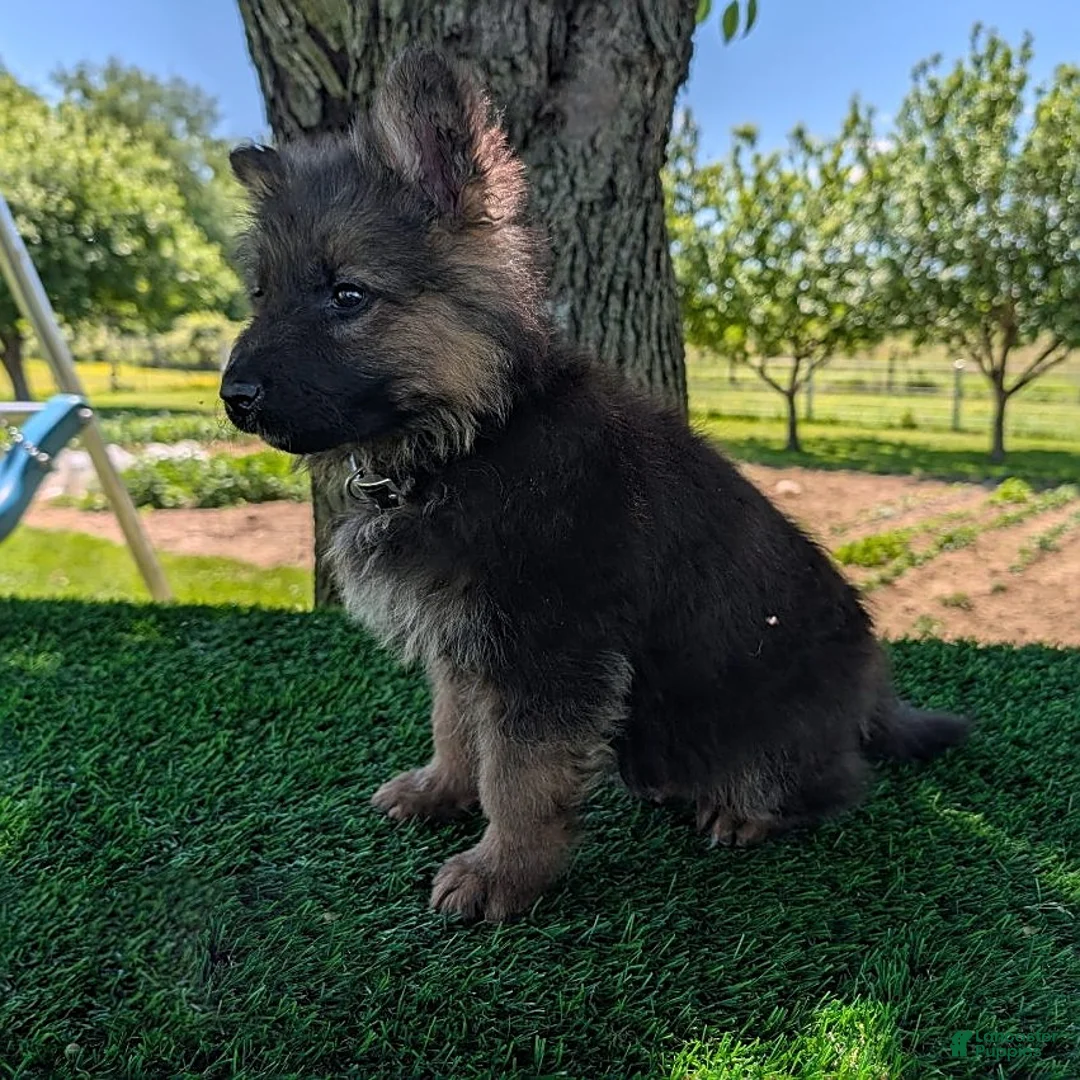 German Shepherd dogs for sale: Barbie - Ad 5