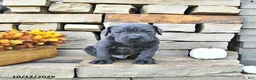 Cane Corso dogs for sale: Cooper - Ad 2