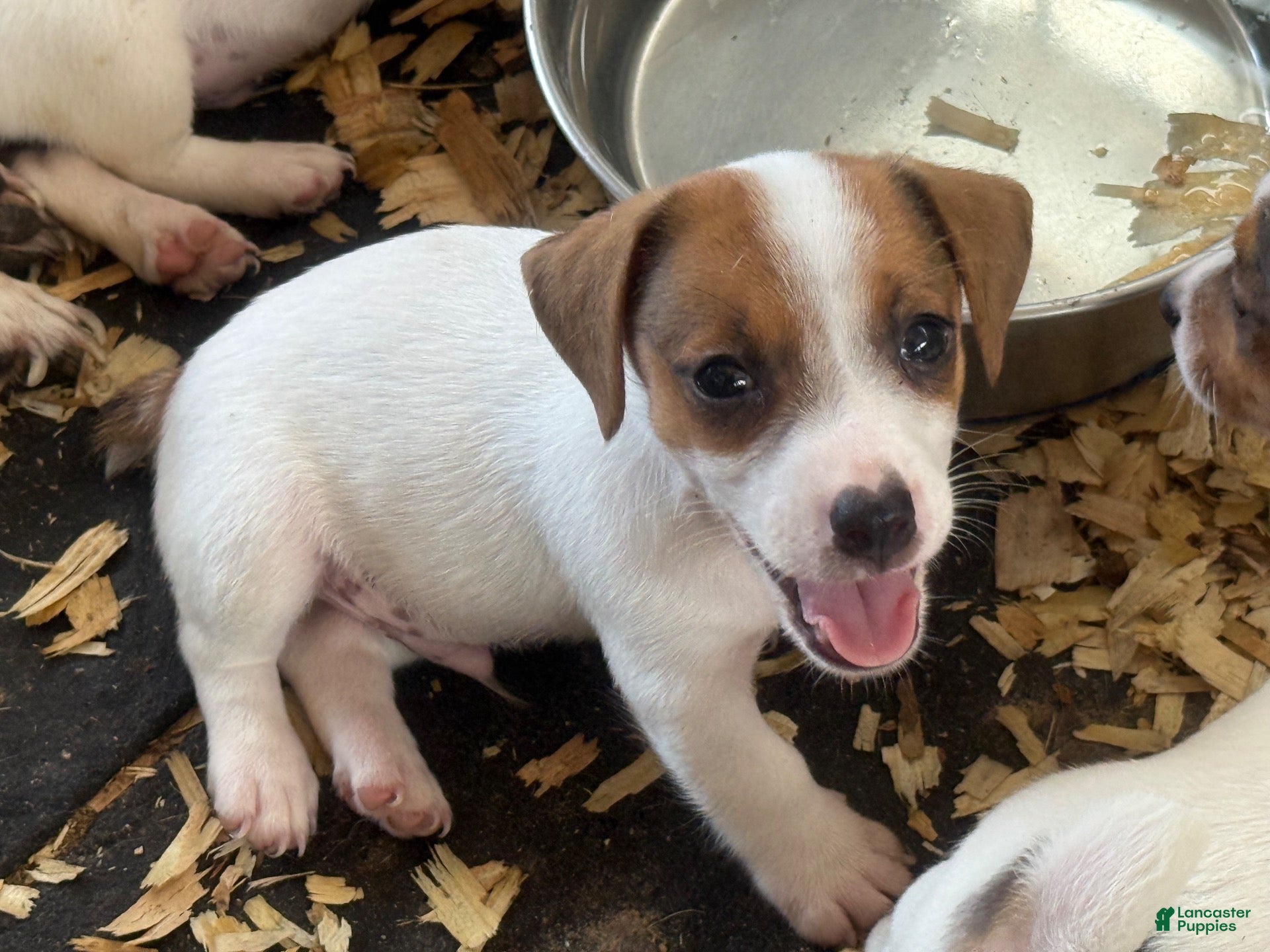 Jack Russell Terrier dogs Jack Russell Terrier 4 - Ad 5