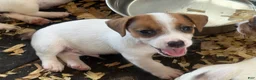 Jack Russell Terrier dogs for sale: Jack Russell Terrier 4 - Ad 1