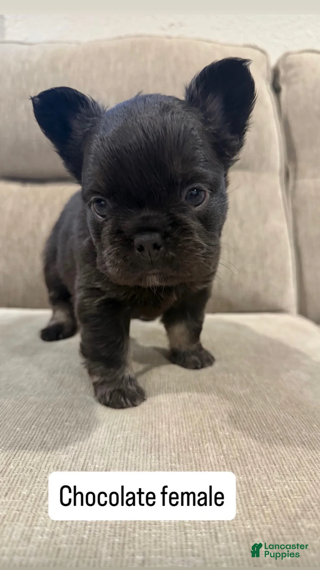 French Bulldog dogs for sale: French Bulldog 4 - Ad 1