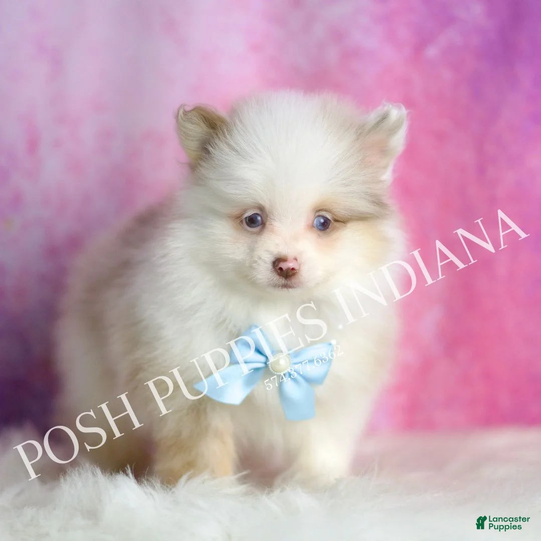Pomeranian dogs for sale: Chai - Ad 1