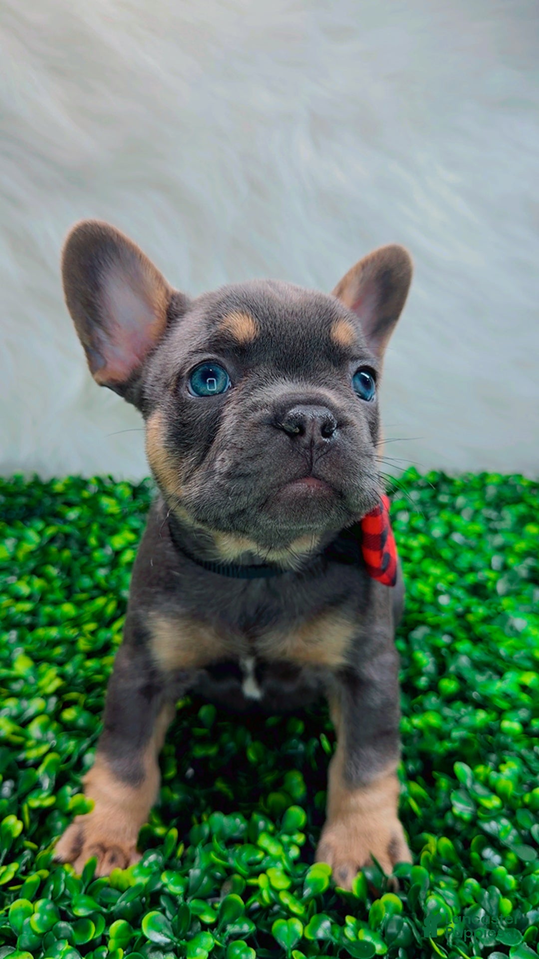 French Bulldog dogs for sale: TYSON - Ad 2