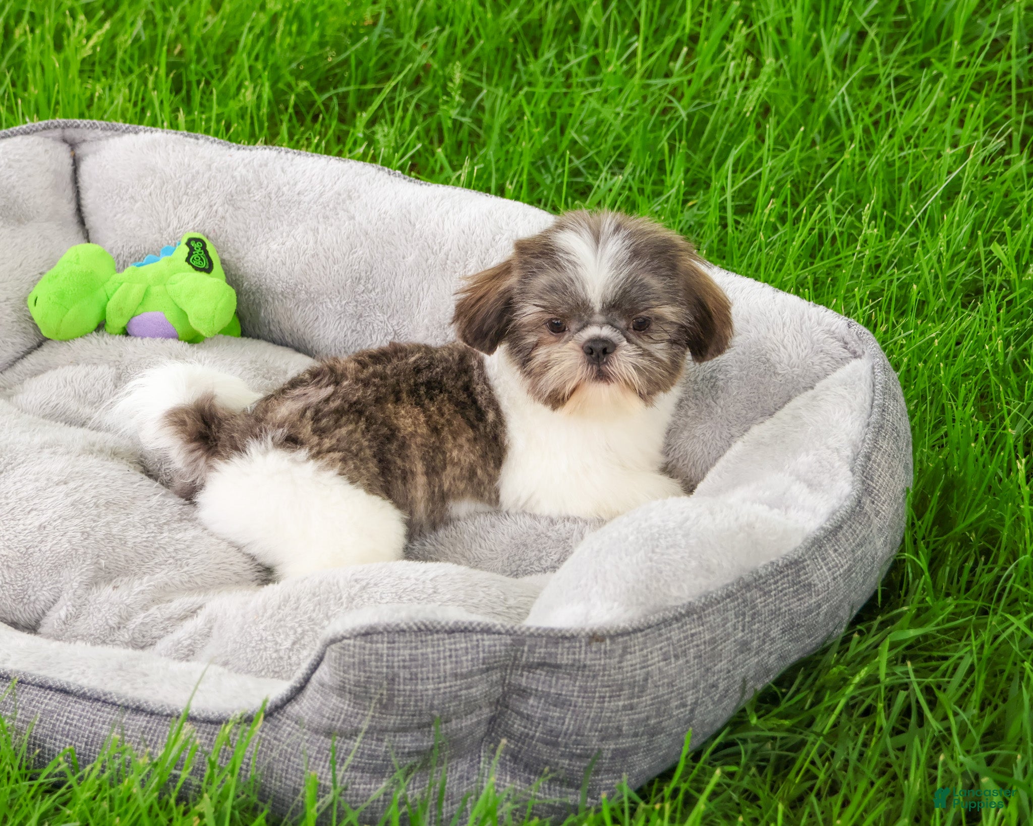 Shih Tzu dogs Aztec - Ad 11