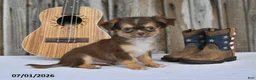Chihuahua dogs for sale: Nacho - Ad 5