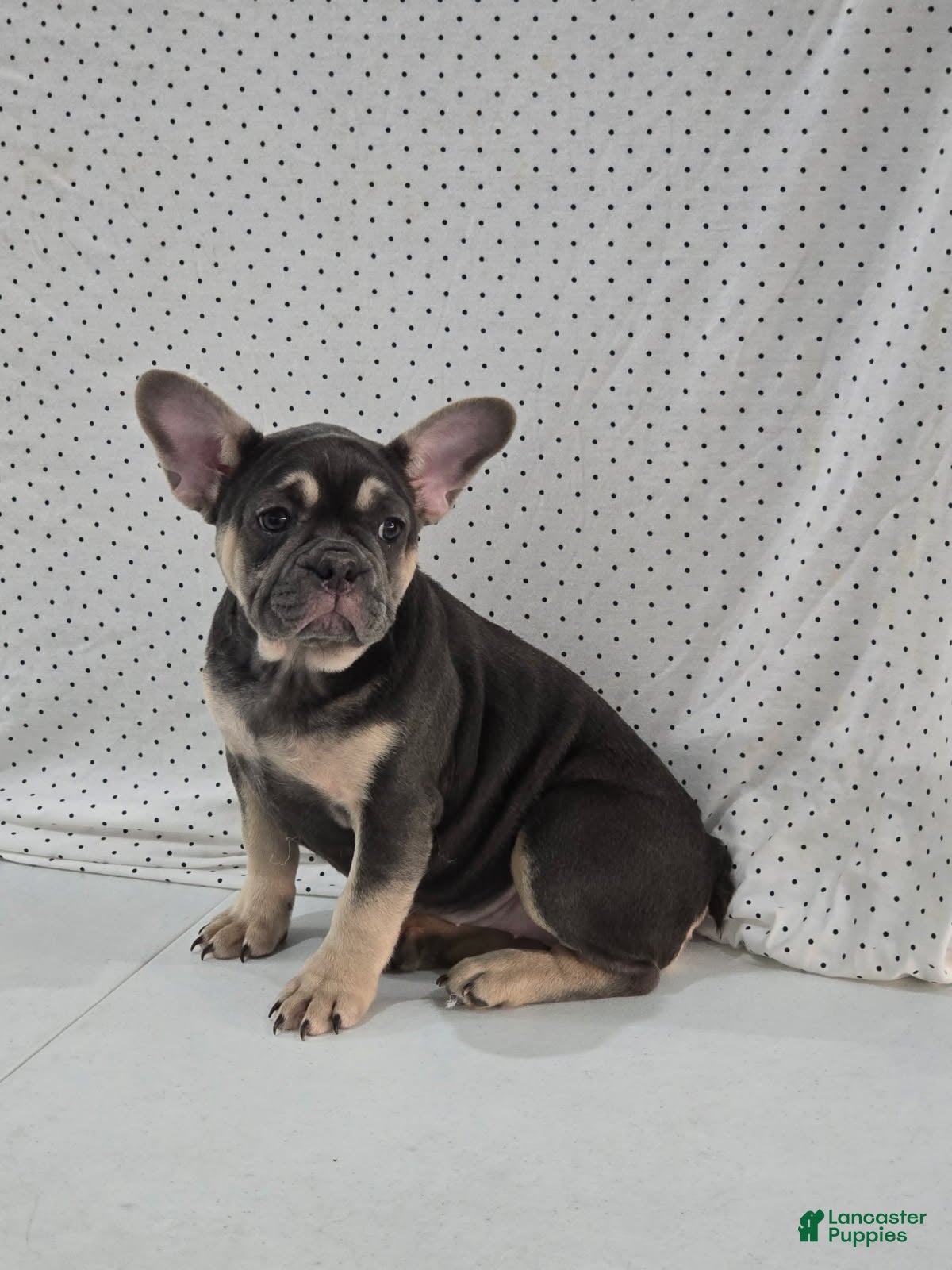French Bulldog dogs Callie - Ad 2