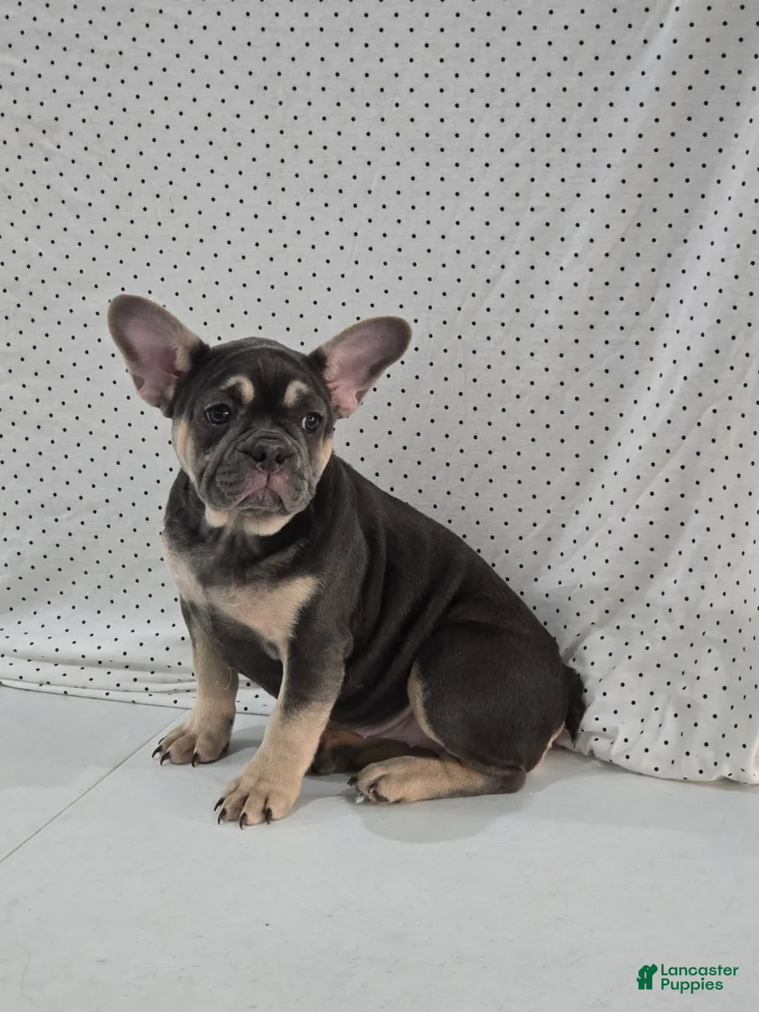 French Bulldog dogs for sale: Callie - Ad 2