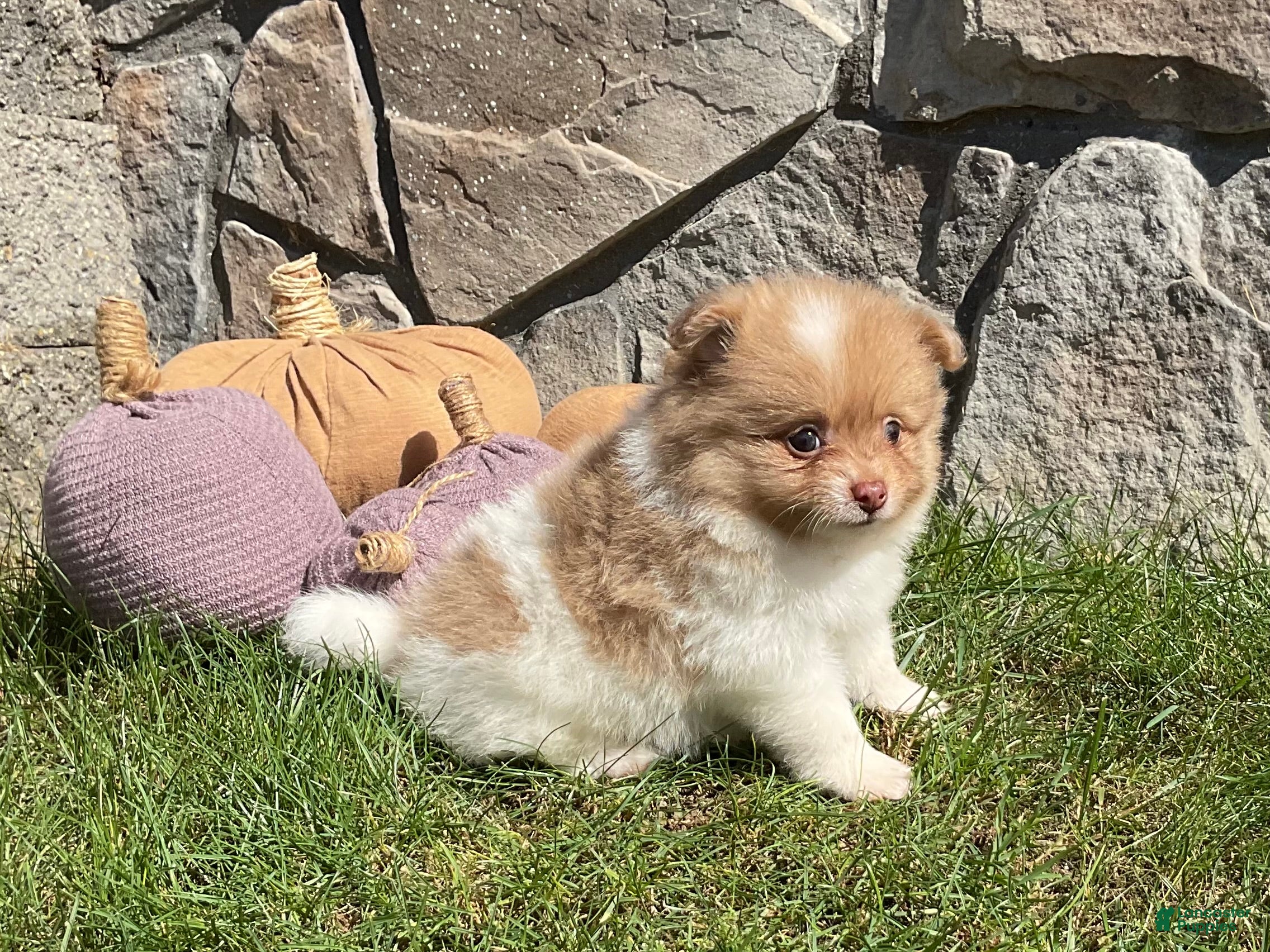 Pomeranian dogs Theo - Ad 1