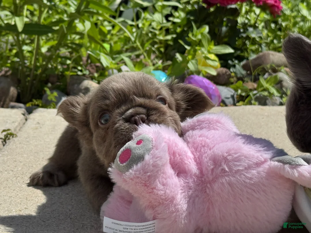 French Bulldog dogs for sale: Milkyway - Ad 1