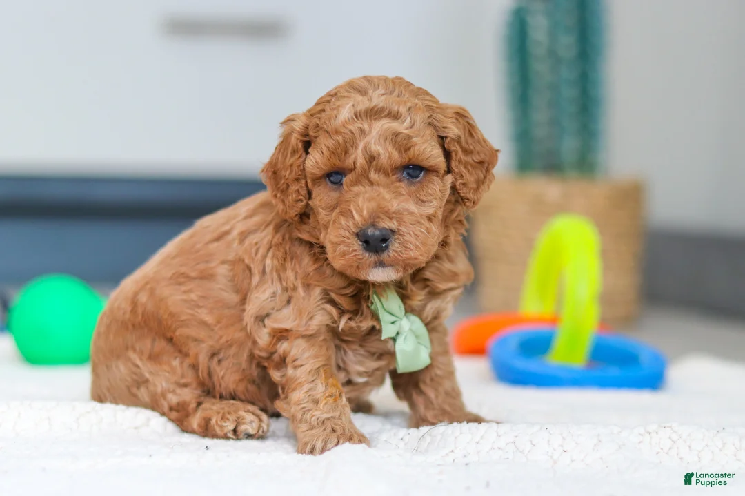 Mini Goldendoodle dogs for sale: Mack - Ad 2