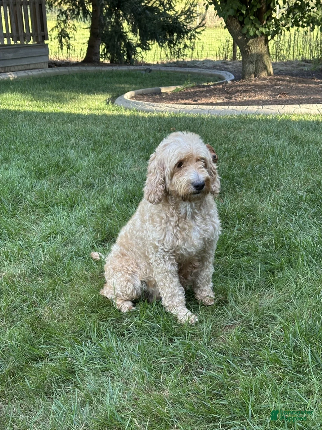 Goldendoodle dogs for sale: charlie - Ad 7