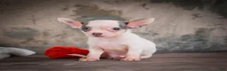 Chihuahua dogs for sale: Lane - Ad 11