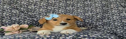 Welsh Corgi Pembroke dogs for sale: Maxie AKC Registered - Ad 5