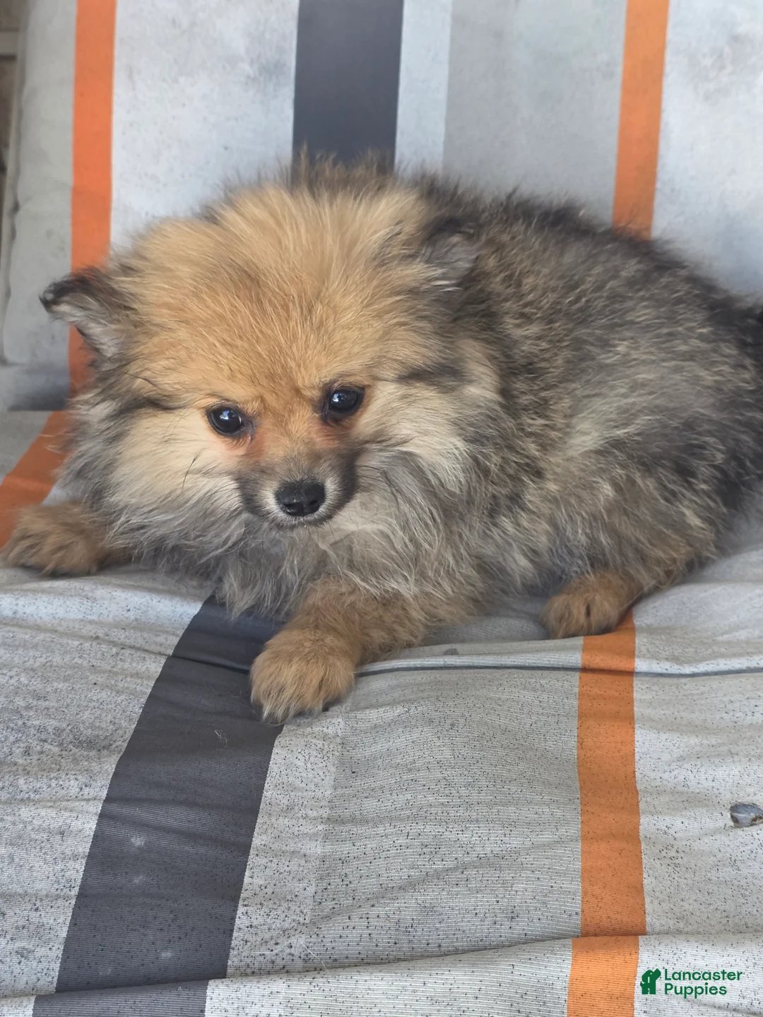 Pomeranian dogs for sale: Patty  - Ad 1