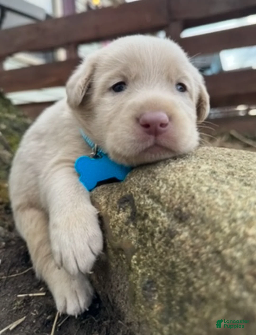 Labrador Retriever dogs for sale: Labrador Retriever Puppy 1 - Ad 2