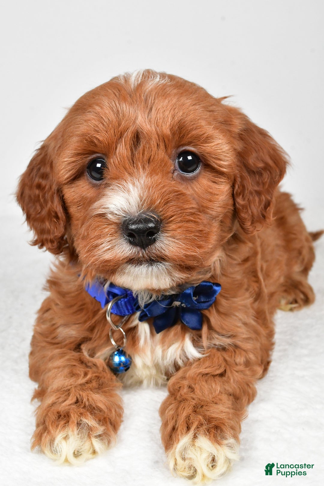 Cavapoo dogs for sale: Tanner - Ad 5