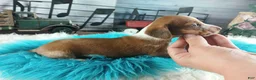 Dachshund dogs for sale: Nationwide delivery. Sugar pies red and white boy - Ad 8