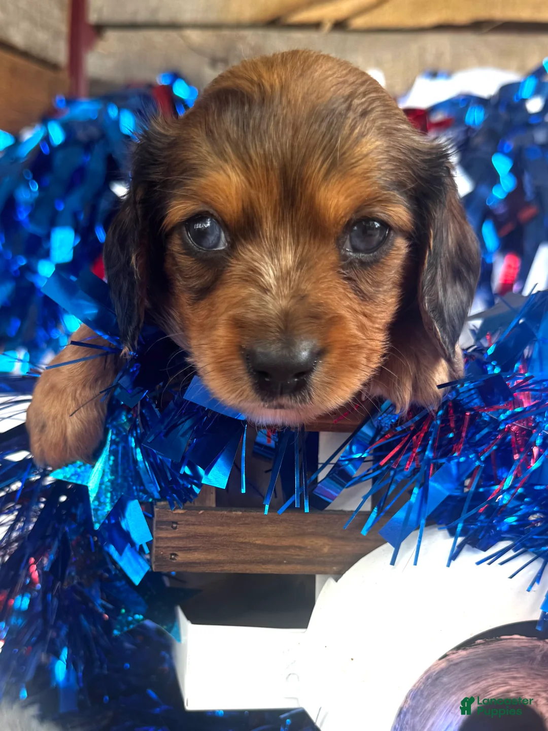 Miniature Dachshund dogs for sale: Dixie (Longhair) - Ad 1