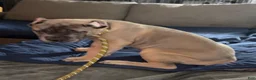 Cane Corso dogs for sale: Formentino - Ad 6