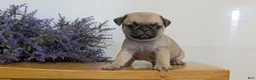 Pug dogs for sale: Nemo - Ad 9