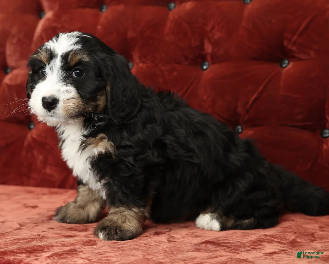 Mini Bernedoodle dogs for sale: Trixie - Ad 3