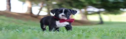 Boxer dogs for sale: Lane - Ad 10