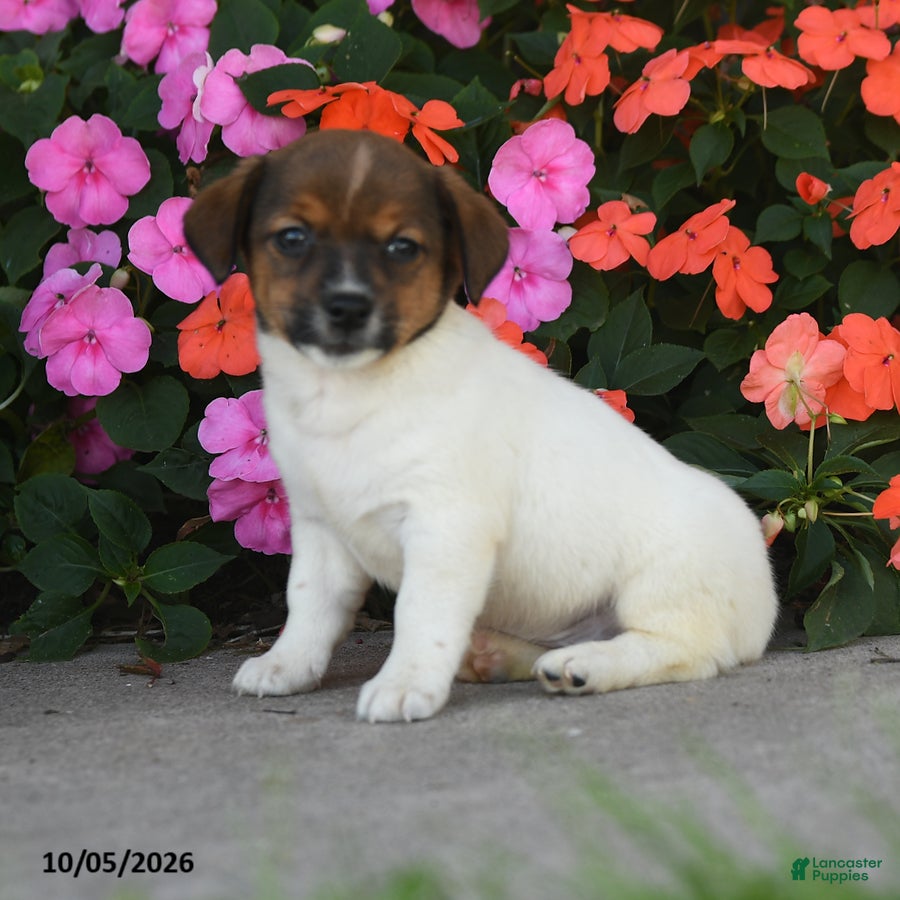 Dancer (Jack Russell, Male) in East Earl, PA