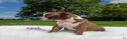 Boston Terrier dogs for sale: Opal - Ad 7