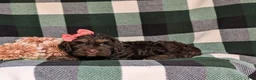 Cockapoo dogs for sale: Sofia - Ad 4
