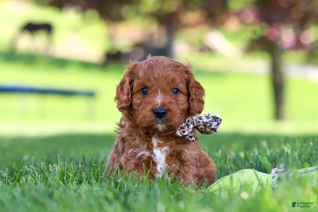 Cavapoo dogs for sale: Ashton - Ad 1
