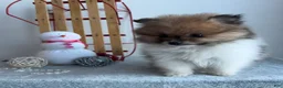 Pomeranian dogs for sale: Tiny - Ad 2