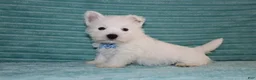 West Highland Terrier dogs for sale: Spencer - Ad 1