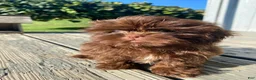 Shih Tzu dogs for sale: Daisy - Ad 6