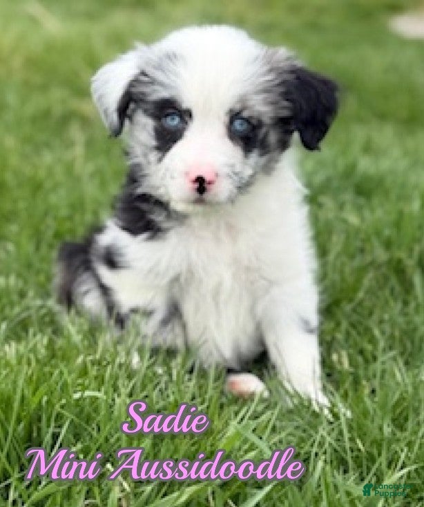 Mini Aussiedoodle dogs Sadie - Ad 1