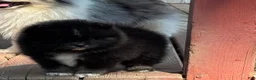 Pomeranian dogs for sale: Cassim - Ad 3