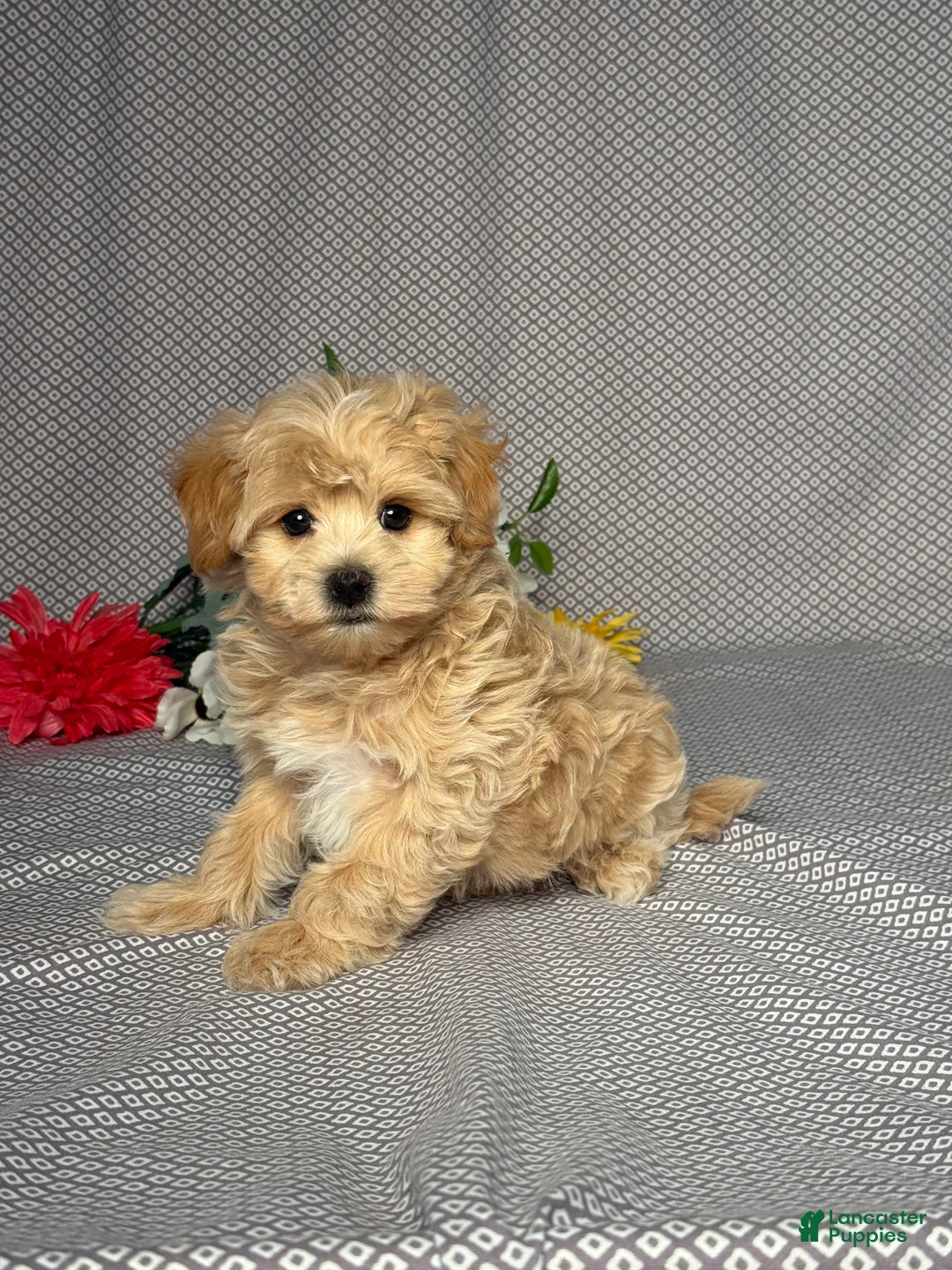 Maltipoo dogs for sale: Ace - Ad 2