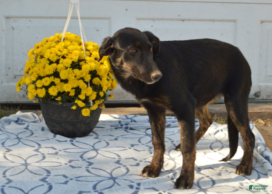 Mixed Breed dogs for sale: Kara - Ad 5